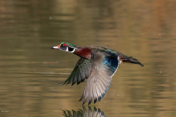Drake Wood Duck (Aix sponsa) Flying