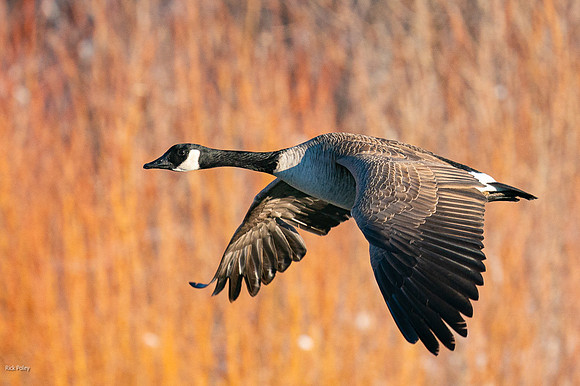 Canada Goose (Branta canadensis) in Flight