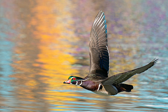 Drake Wood Duck (Aix sponsa) in Flight & Autumns Reflections