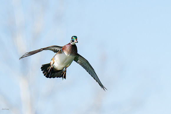 Drake Wood Duck (Aix sponsa) Cupping Wings to Land,