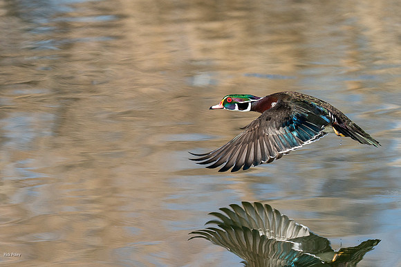 Drake Wood Duck (Aix sponsa) Flying Over a Freshwater Pond