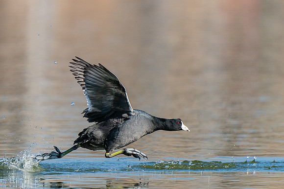 American Coot (Fulica americana )Territorial Dispute