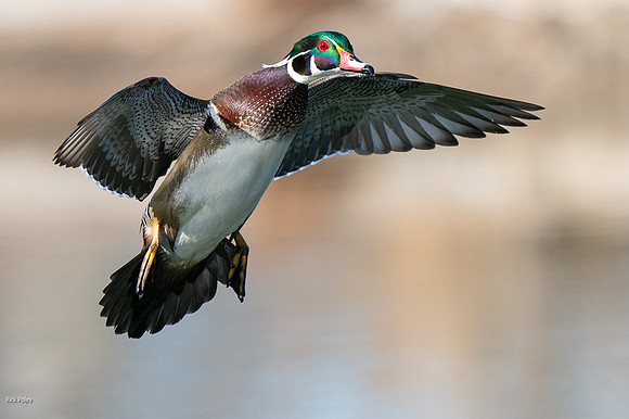 Drake Wood Duck (Aix sponsa) Landing