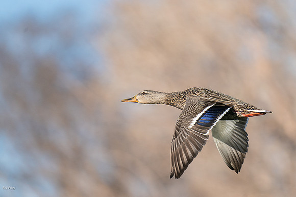 Mallard (Anas platyrhynchos) Hen Flying