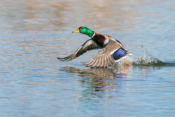 Drake Mallard (Anas platyrhynchos) Taking Off From a Freshwater