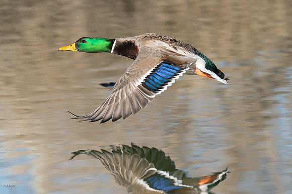 Drake Mallard (Anas platyrhynchos) Taking Off From a Freshwater