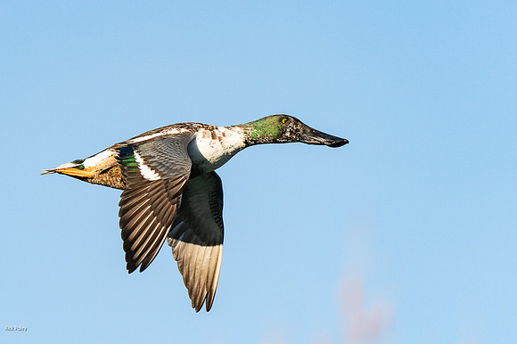 Eclipse Plumage Drake Northern Shoveler (Anas clypeata) in Fligh