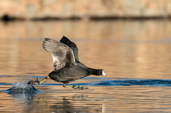 American Coot (Fulica americana) Running on Water