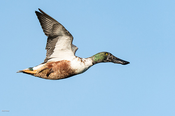 Eclipse Plumage Drake Northern Shoveler (Anas clypeata) in Fligh