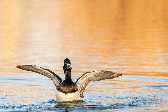 Ring-necked Duck (Aythya collaris) Landing With Gold Autumn Wate