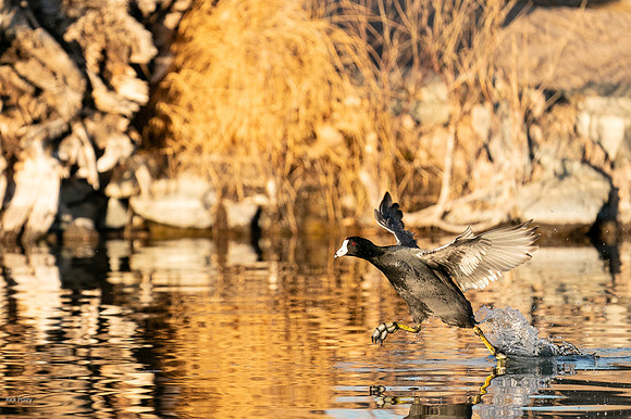 American Coot (Fulica americana) Running on Water