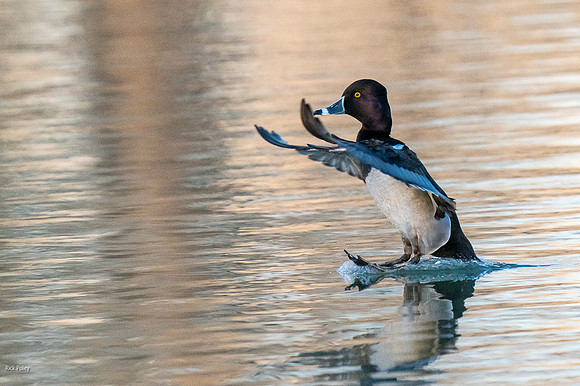 Drake Ring-necked Duck (Aythya collaris), Landing
