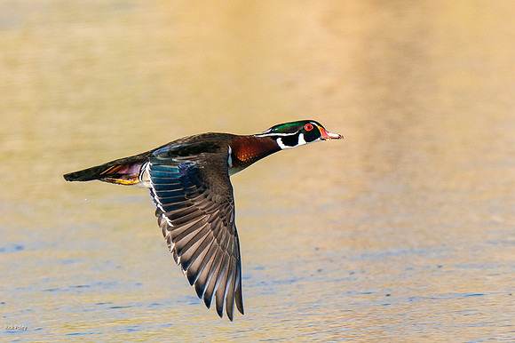 Drake Wood Duck (Aix sponsa) Flying