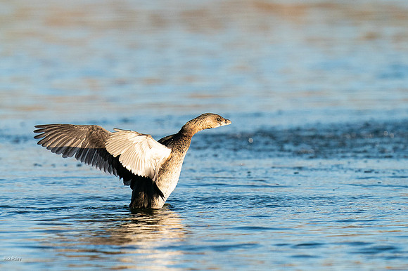 Pied-billed Grebe (Podilymbus podiceps) Flapping Wings