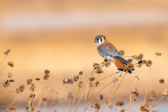 Male American Kestrel (Falco sparverius)