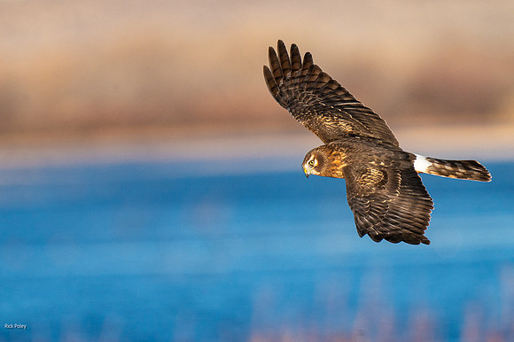 Female Northern Harrier (Circus cyaneus) Flying