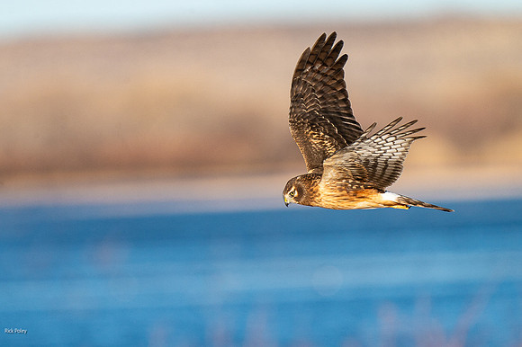 Female Northern Harrier (Circus cyaneus) Flying