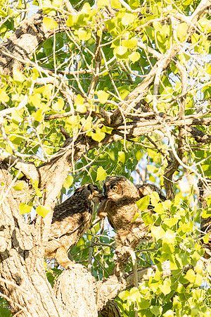 Great Horned Owl (Bubo virginianus) Feeding Juvenile