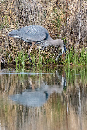 Great Blue Heron (Ardea herodias) Catches Rainbow Trout