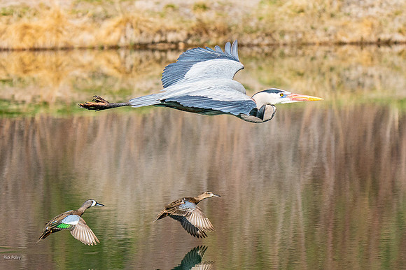 Great Blue Heron (Ardea herodias) & Blue-winged Teal (Anas disco