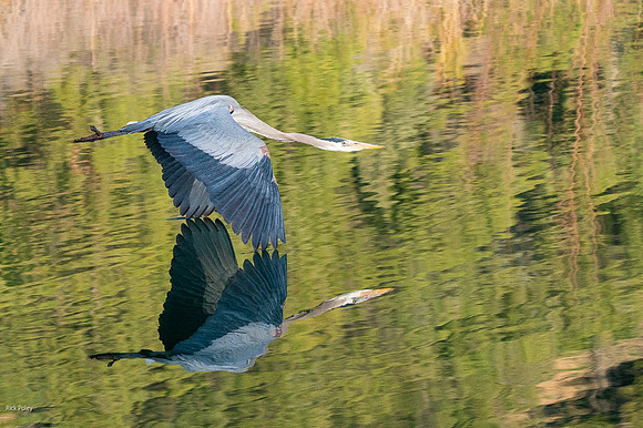 Great Blue Heron (Ardea herodias) in Flight With Reflection