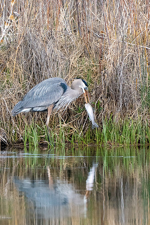 Great Blue Heron (Ardea herodias) Spears Rainbow Trout,