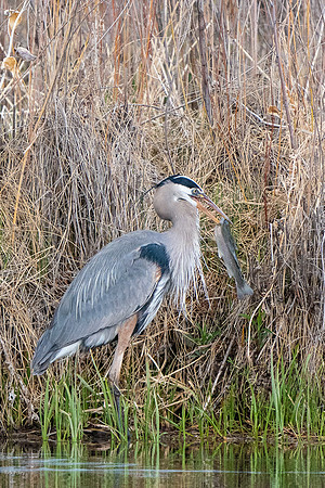 Great Blue Heron (Ardea herodias) Spears Rainbow Trout,