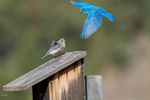 Male Mountain Bluebird (Sialia currucoides) Returns to Nest Box
