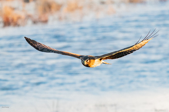 Feamle Northern Harrier (Circus cyaneus) Gliding