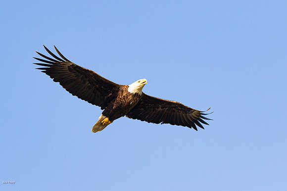 Bald Eagle (Haliaeetus leucocephalus) Adult in Flight