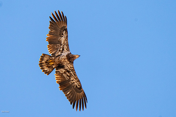 Juvenile Bald Eagle (Haliaeetus leucocephalus)