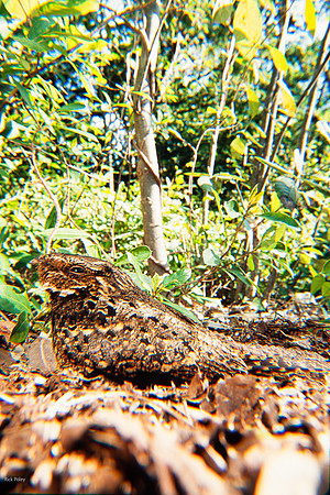 Chuck-will's-widow (Antrostomus carolinensis) Rufous Adult