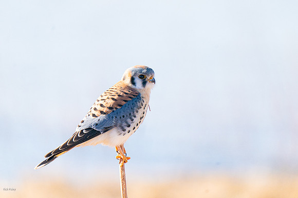 Male American Kestrel (Falco sparverius)