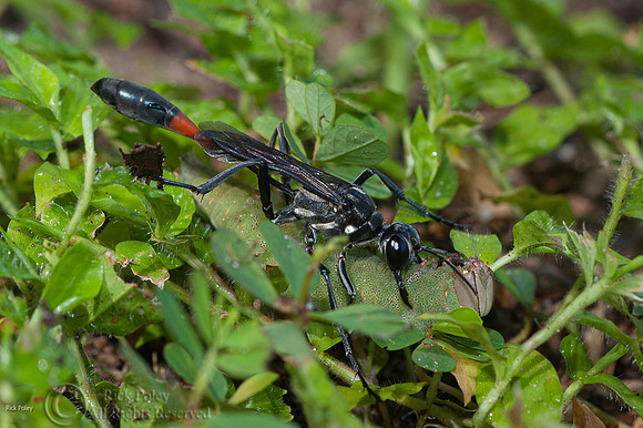 Common Thread-waisted Wasp (Ammophila procera) With a Caterpilla
