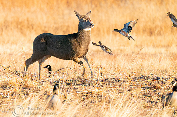 Mule Deer Doe (Odocoileus hemionus) & Ducks