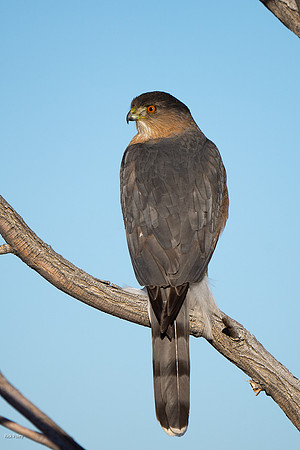 Perched adult Cooper's Hawk (Accipiter cooperii)