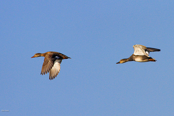 Hen & Drake Gadwall s(Mareca strepera) Flying