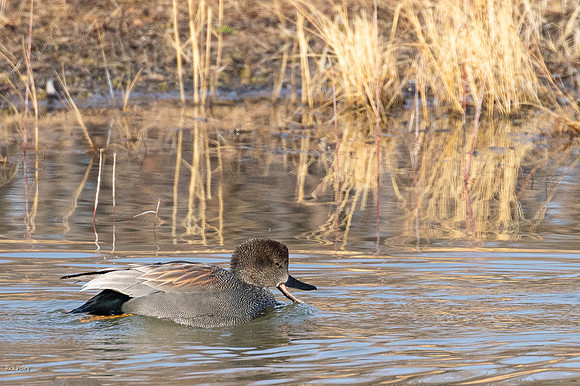 Drake Gadwall (Mareca strepera),