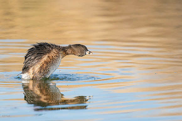 Pied-billed Grebe (Podilymbus podiceps) Preening