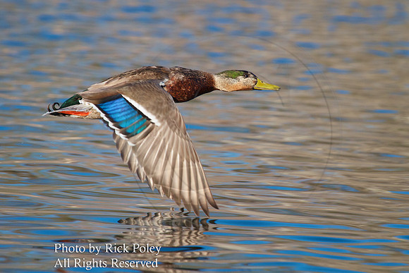 Drake Mallard Downstroke