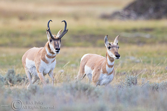Pronghorn Buck (Antilocapra americana) Chases Doe