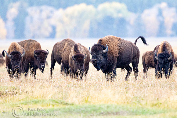 American Bison (Bison bison) Bulls