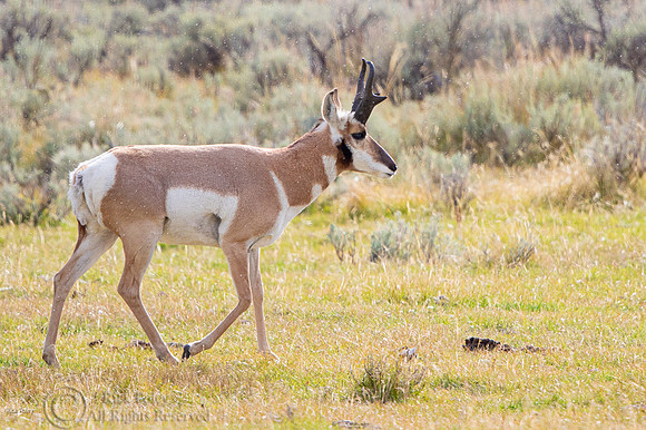 Pronghorn Buck (Antilocapra americana),