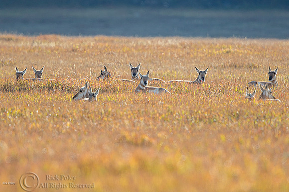 Pronghorn (Antilocapra americana) Herd Resting