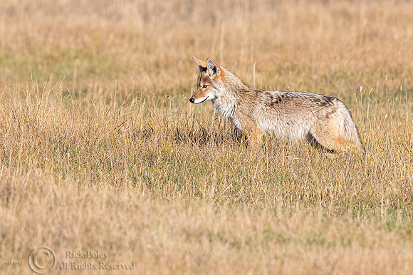 Hunting Coyote (Canis latrans)