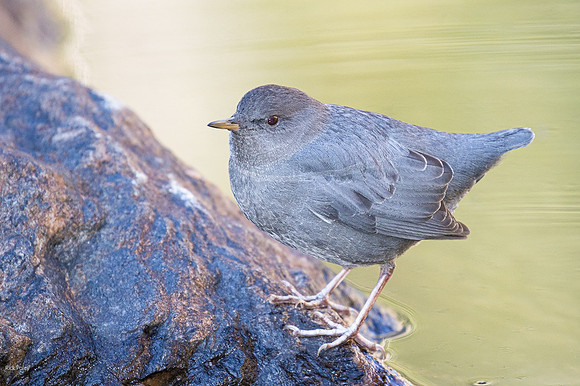 American Dipper (Cinclus mexicanus)
