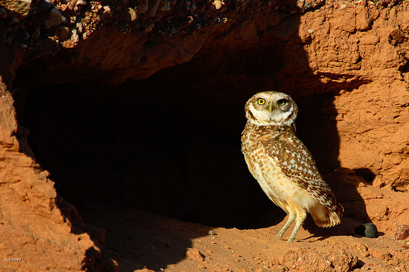 Burrowing Owl (Athene cunicularia) at Underground Burrow Entranc