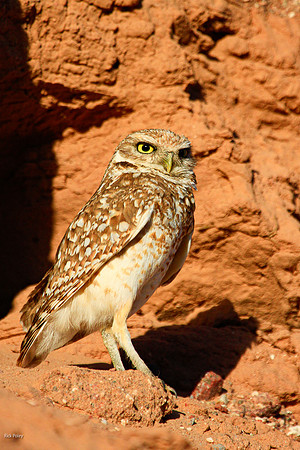 Burrowing Owl (Athene cunicularia)