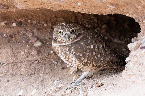 Burrowing Owl (Athene cunicularia) at Burrow Entrance