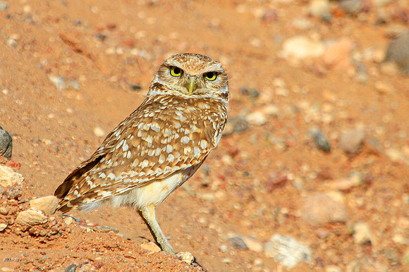 Burrowing Owl (Athene cunicularia)